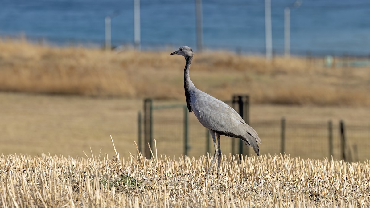 Demoiselle Crane - ML644152054