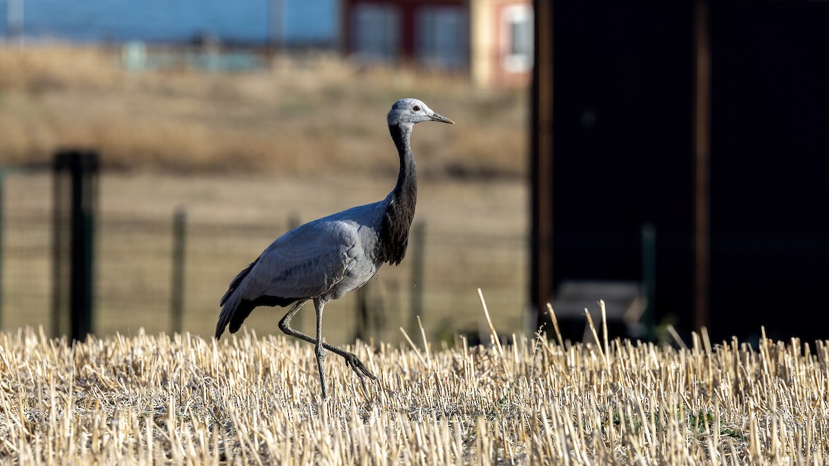 Demoiselle Crane - ML644152055