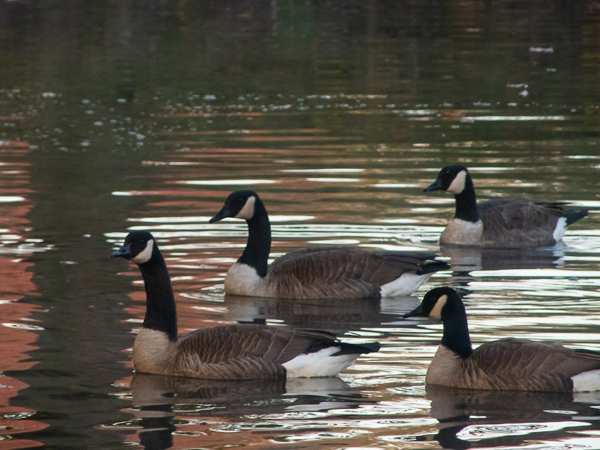 Canada Goose - ML644152064