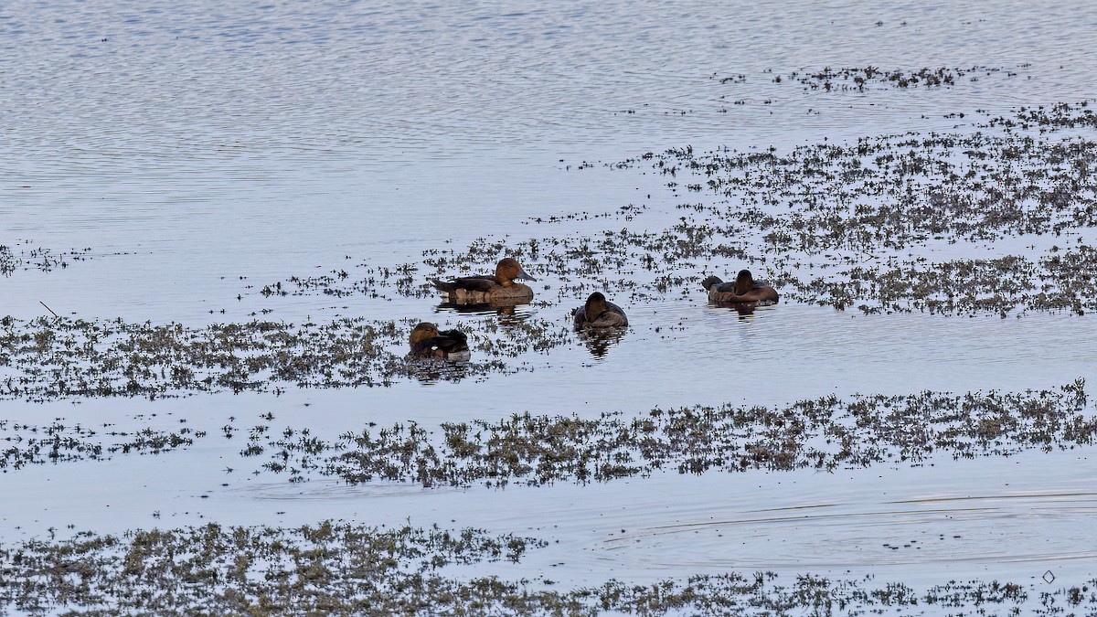 Ferruginous Duck - ML644152066