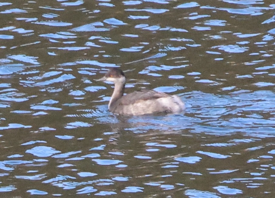 Ухаа шунгуур - ML644152075