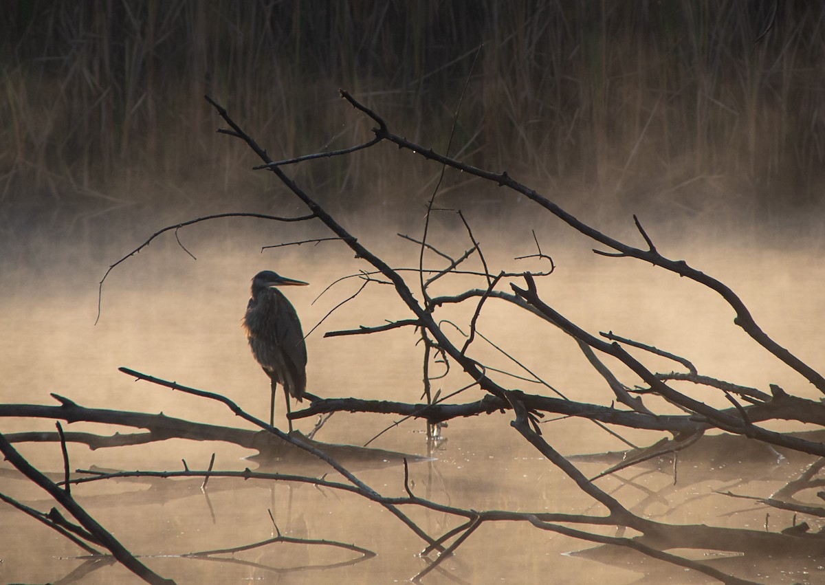Great Blue Heron - ML644152078