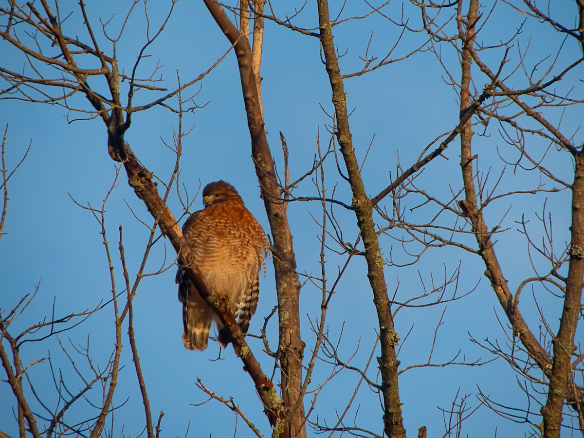Red-shouldered Hawk - ML644152084