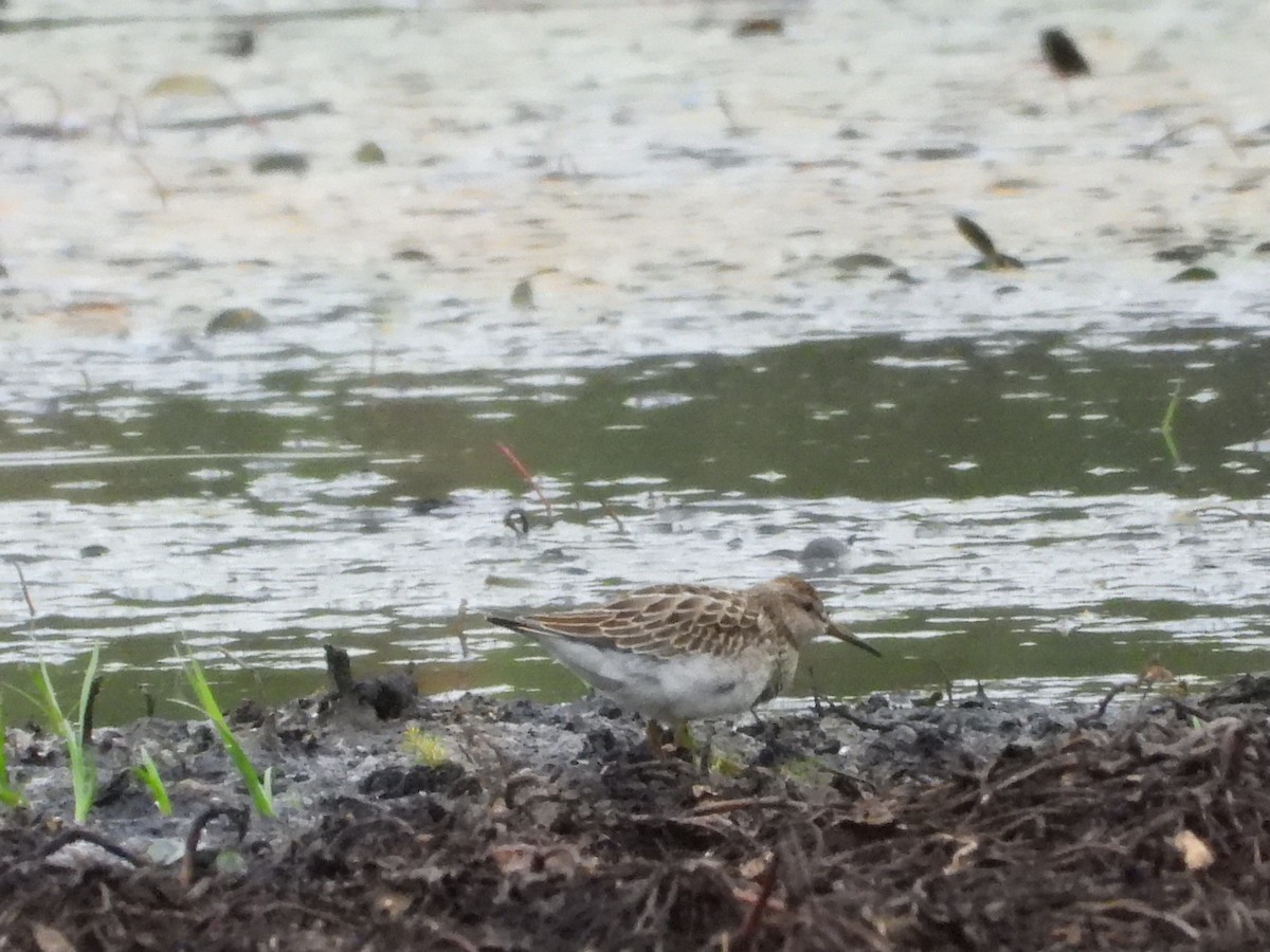 alaskasnipe - ML644152085