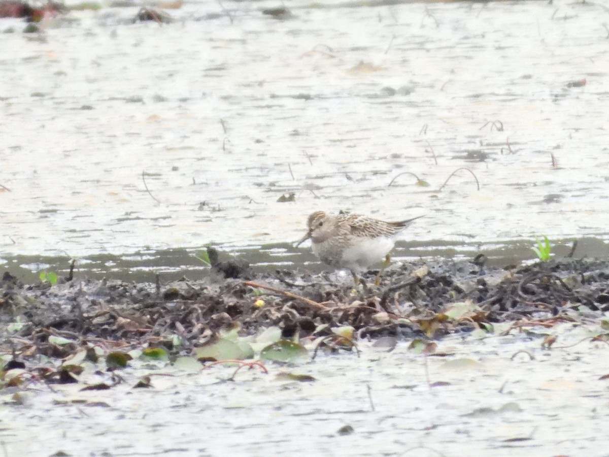 alaskasnipe - ML644152086