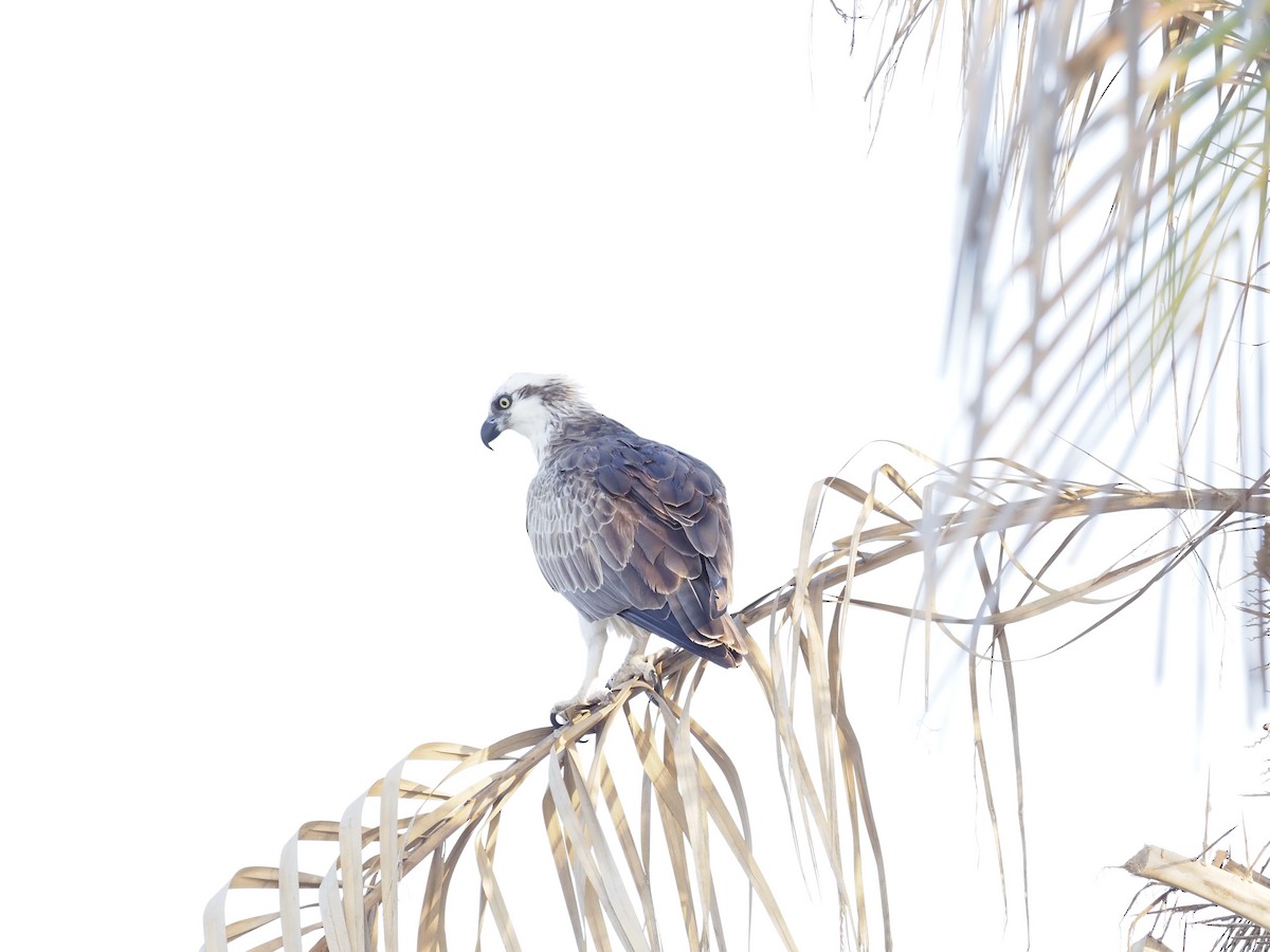 Osprey - ML644152094