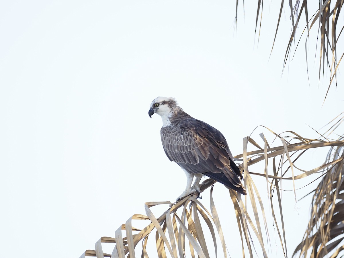 Osprey - ML644152095