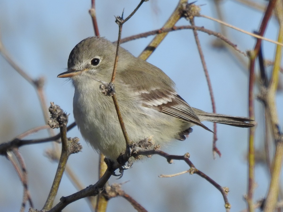 Moucherolle gris - ML644152099