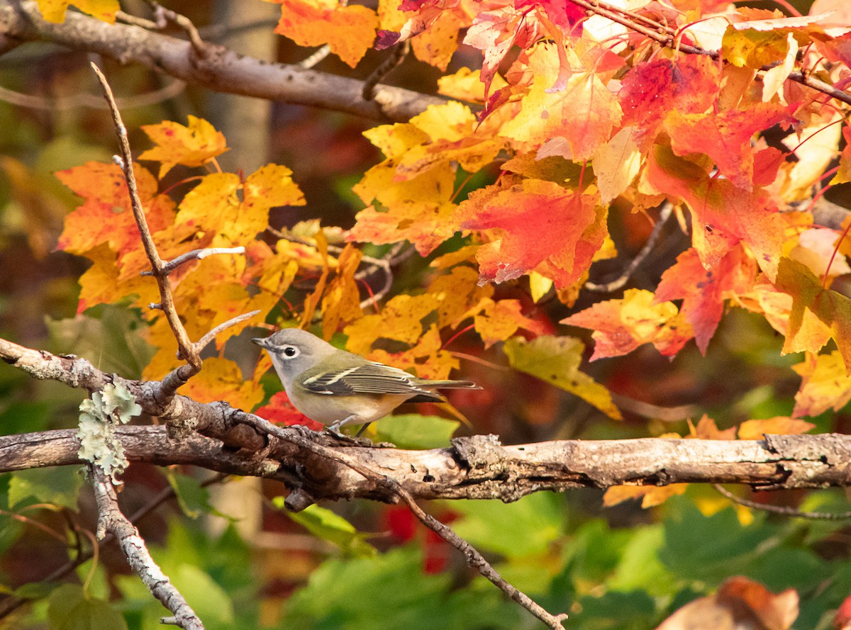 Blue-headed Vireo - ML644152104