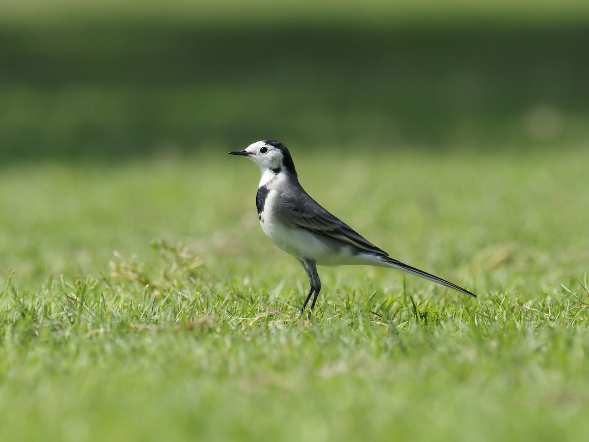White Wagtail - ML644152105