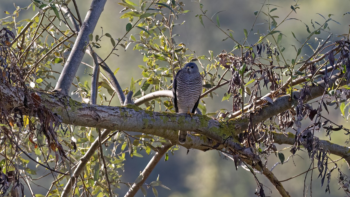 Levant Sparrowhawk - ML644152107