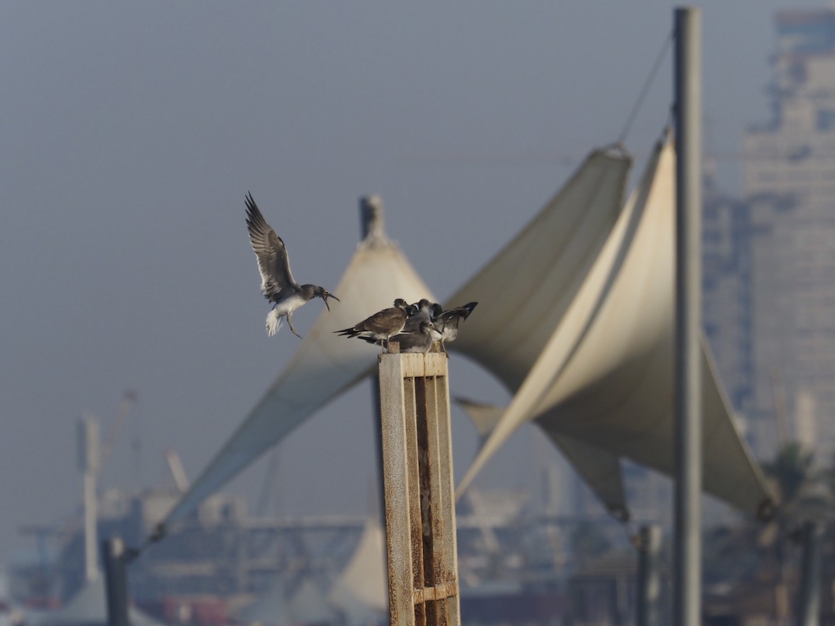 Rock Pigeon - ML644152112