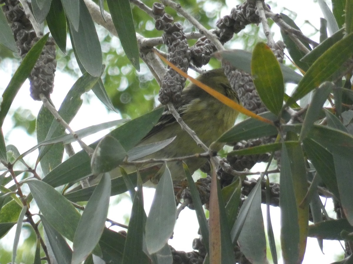 Blackpoll Warbler - ML644152116