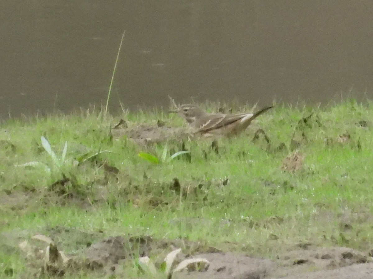 kanadapiplerke - ML644152131