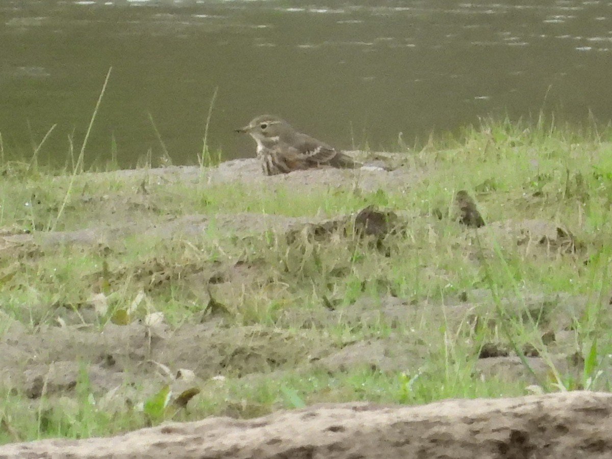 kanadapiplerke - ML644152133