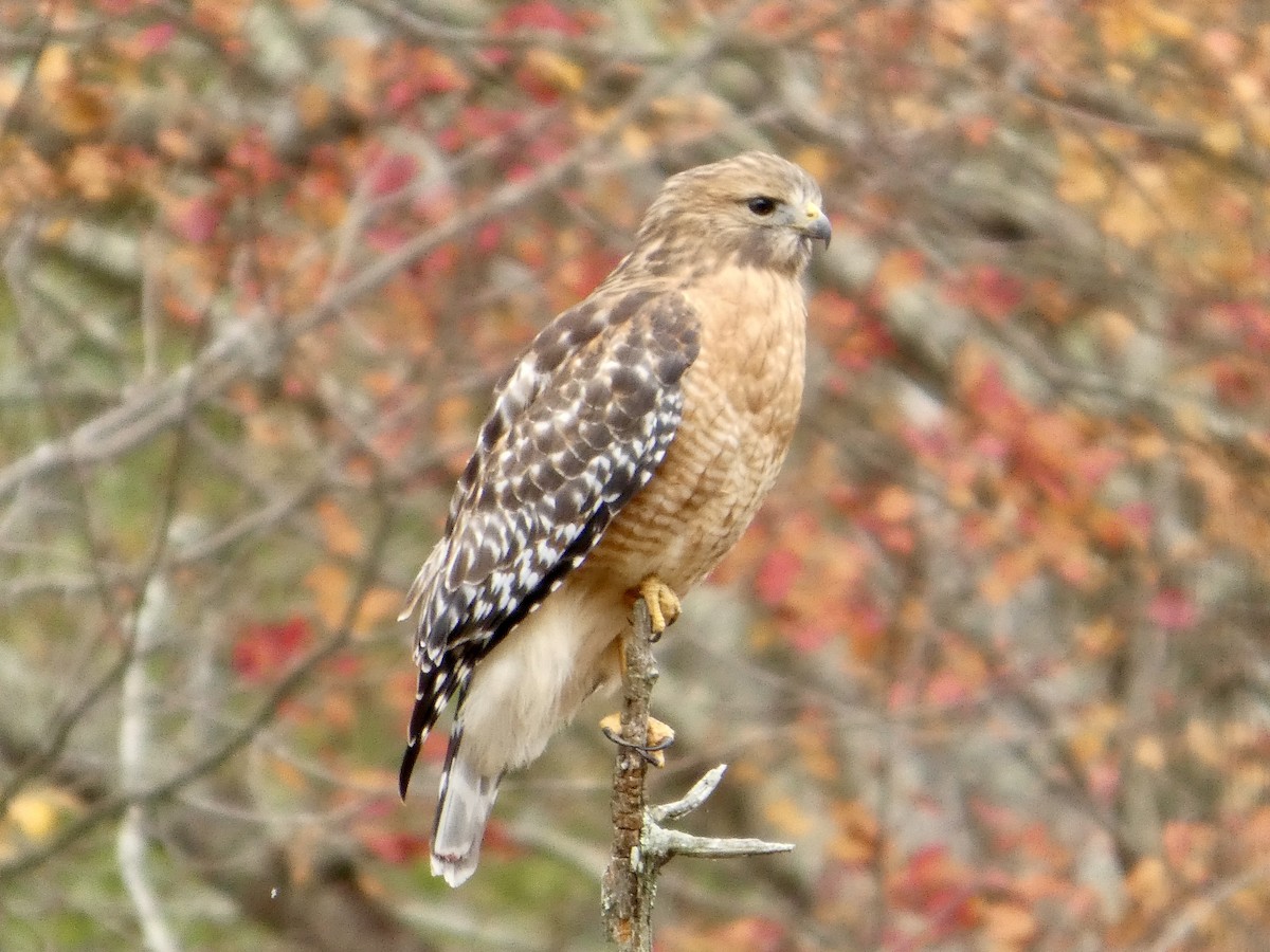 Red-shouldered Hawk - ML644152134