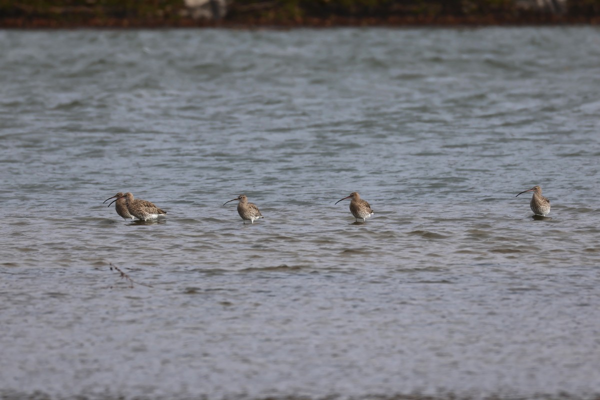 Eurasian Curlew - ML644152135