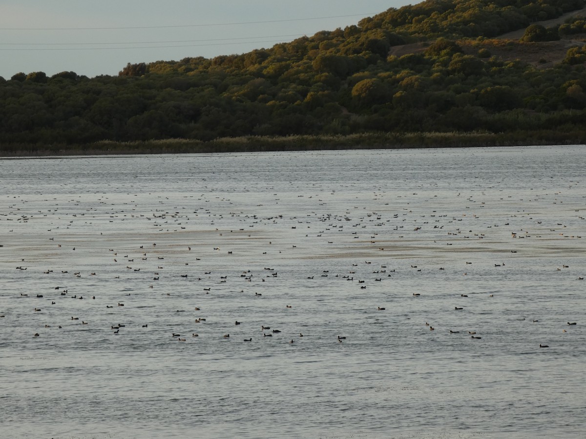 Eurasian Coot - ML644152147
