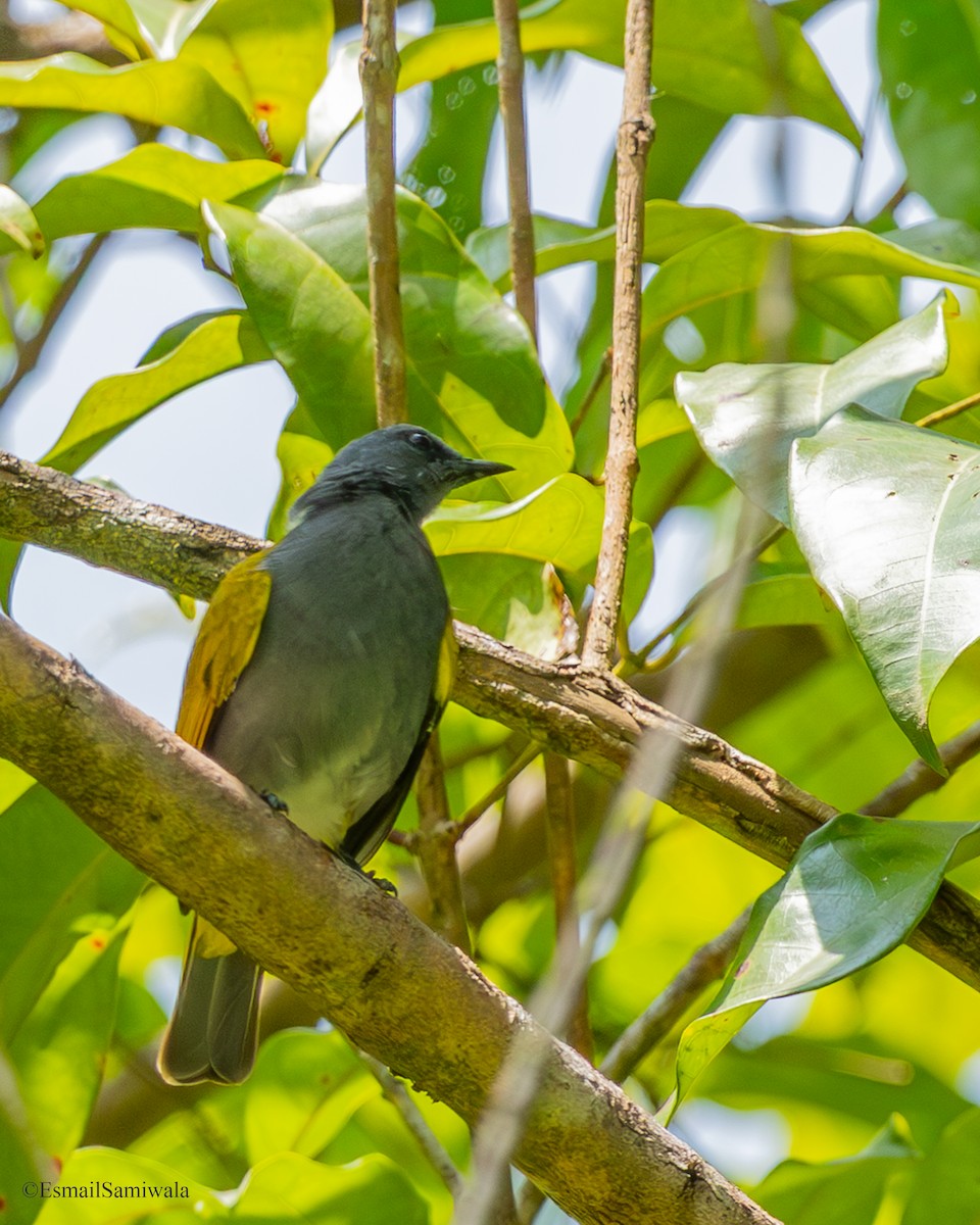 Gray-bellied Bulbul - ML644152148