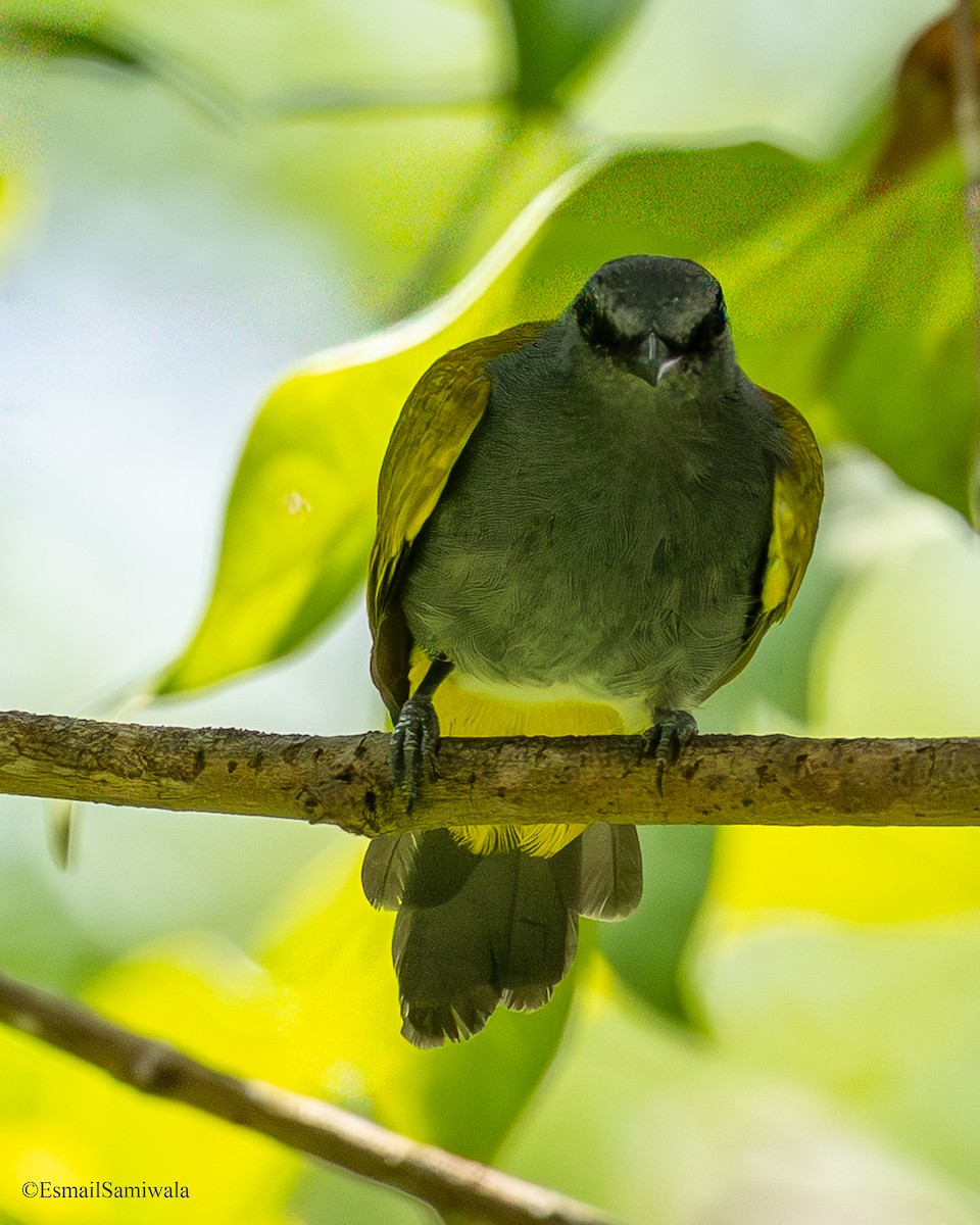 Gray-bellied Bulbul - ML644152149