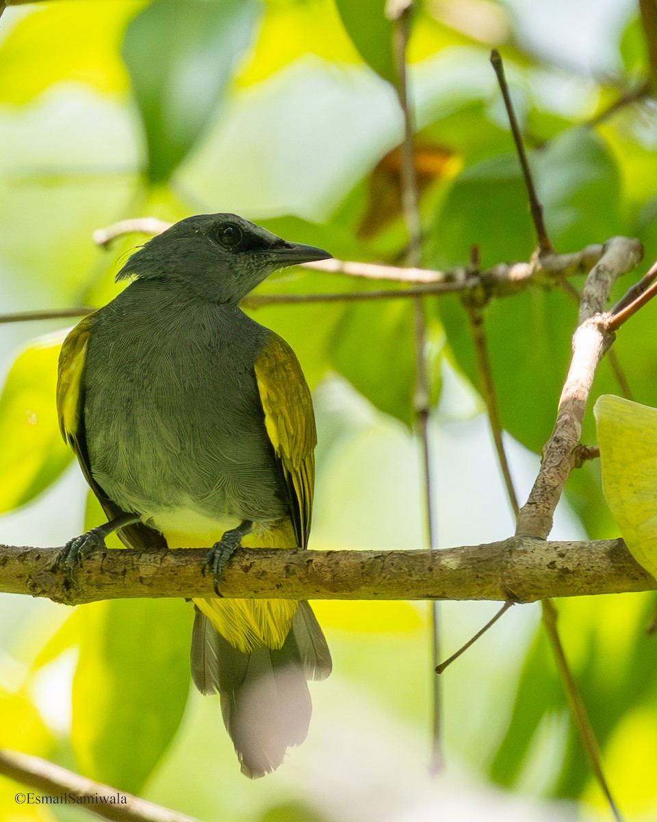Gray-bellied Bulbul - ML644152150