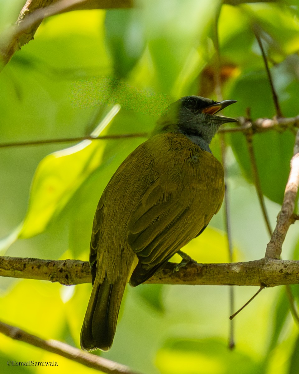Gray-bellied Bulbul - ML644152151