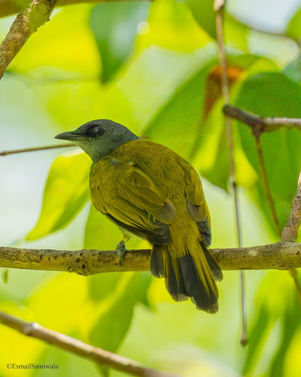 Gray-bellied Bulbul - ML644152152