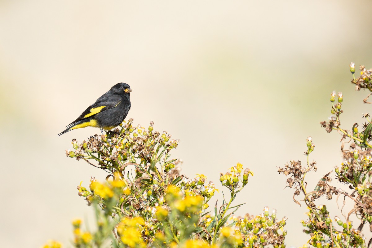 Schwarzzeisig - ML644152161