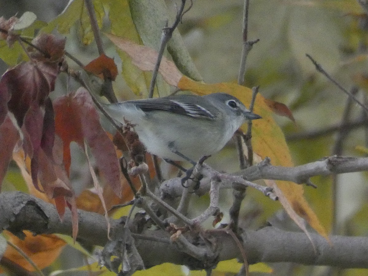 Plumbeous Vireo - ML644152172