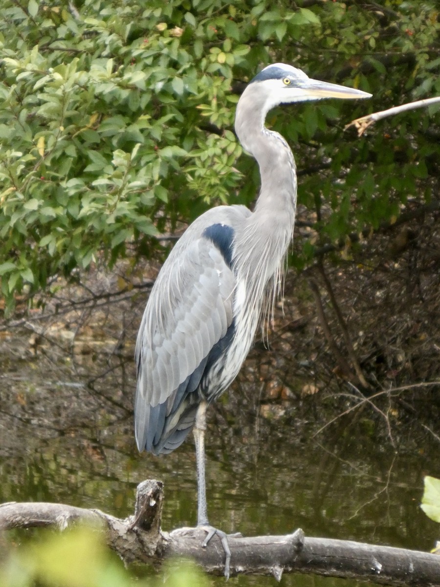 オオアオサギ - ML644152175