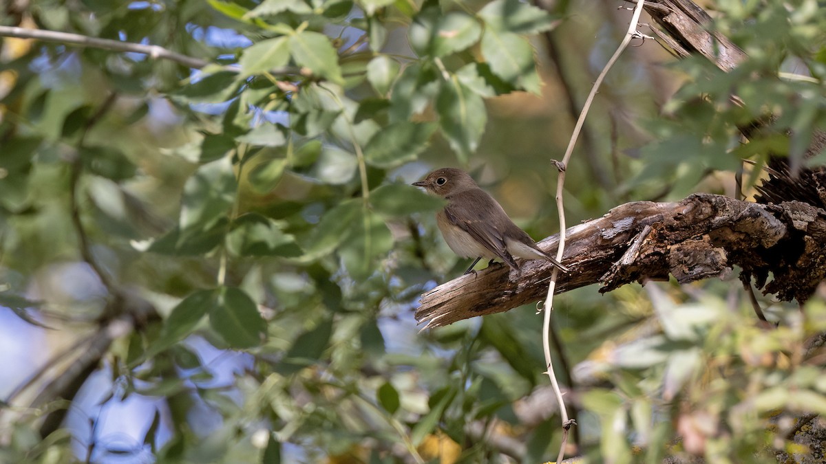 Red-breasted Flycatcher - ML644152181