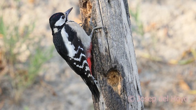 Great Spotted Woodpecker - ML644152182