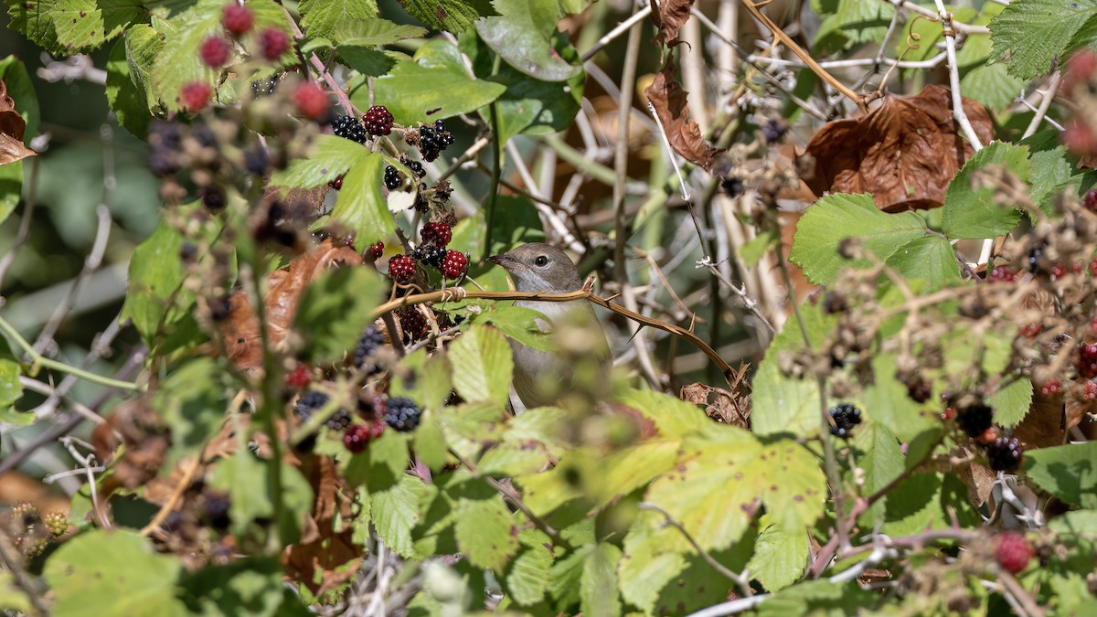 Garden Warbler - ML644152185