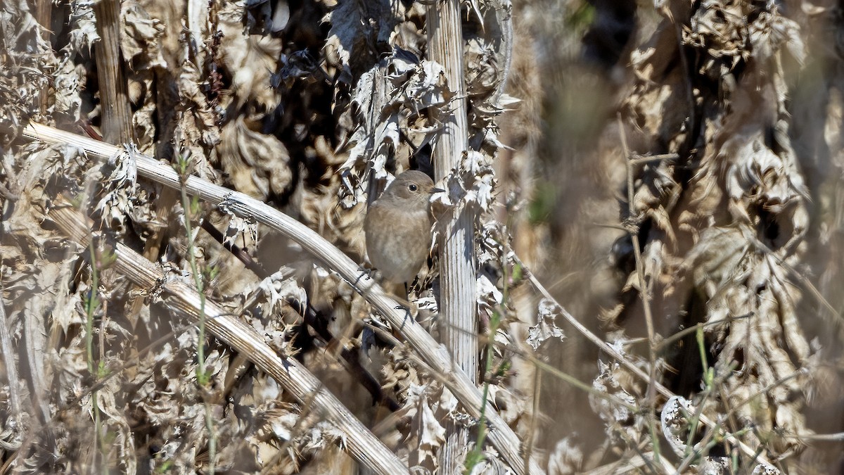 Common Redstart - ML644152198