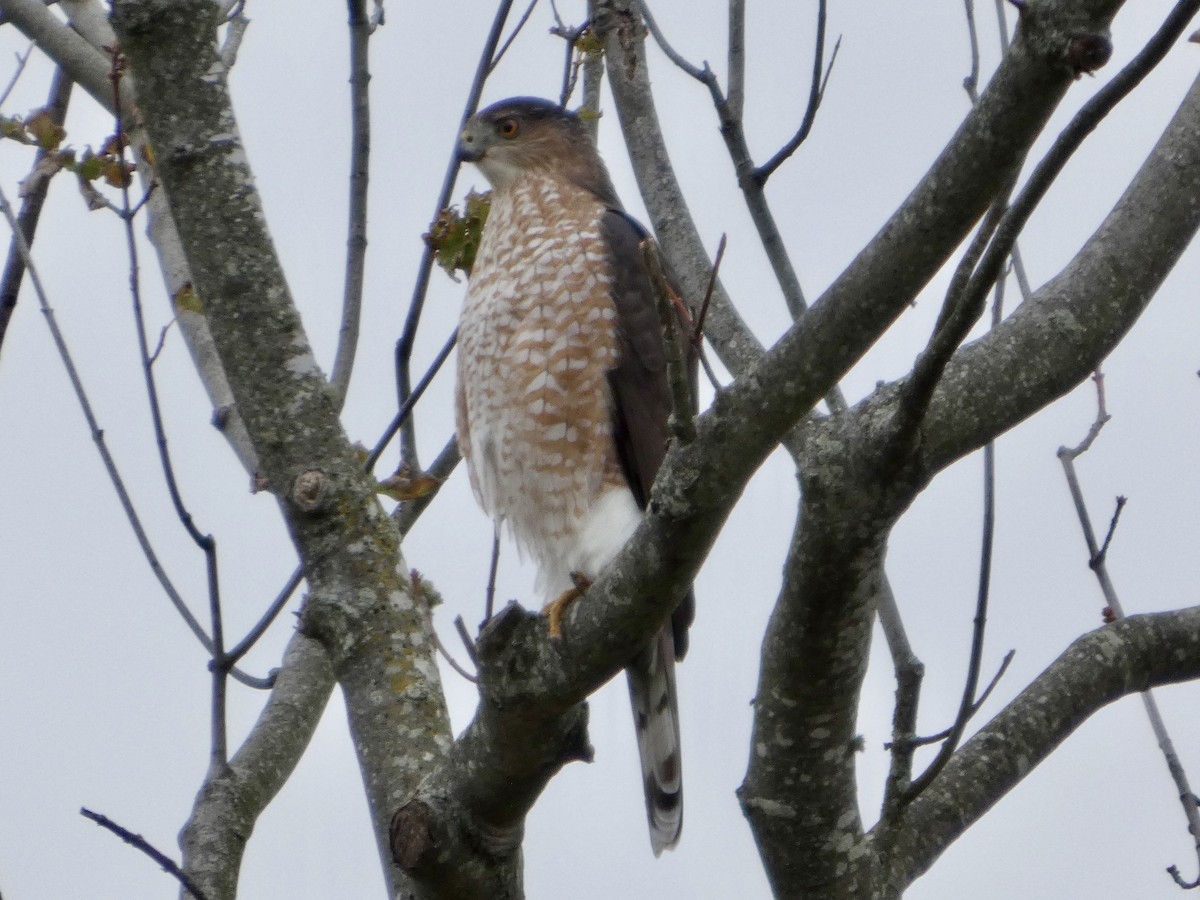 Cooper's Hawk - ML644152205