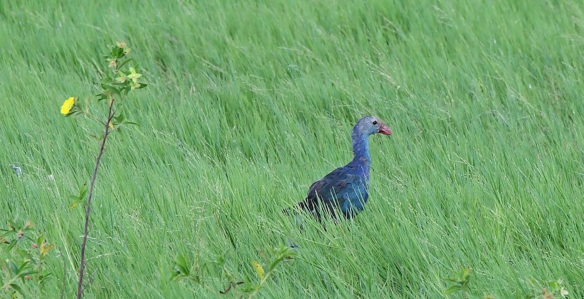 灰頭紫水雞 - ML644152209