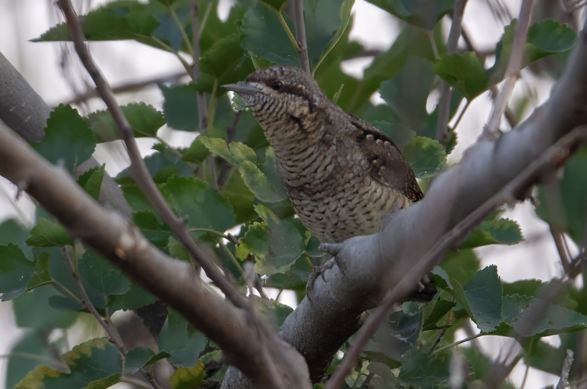 Eurasian Wryneck - ML644152213