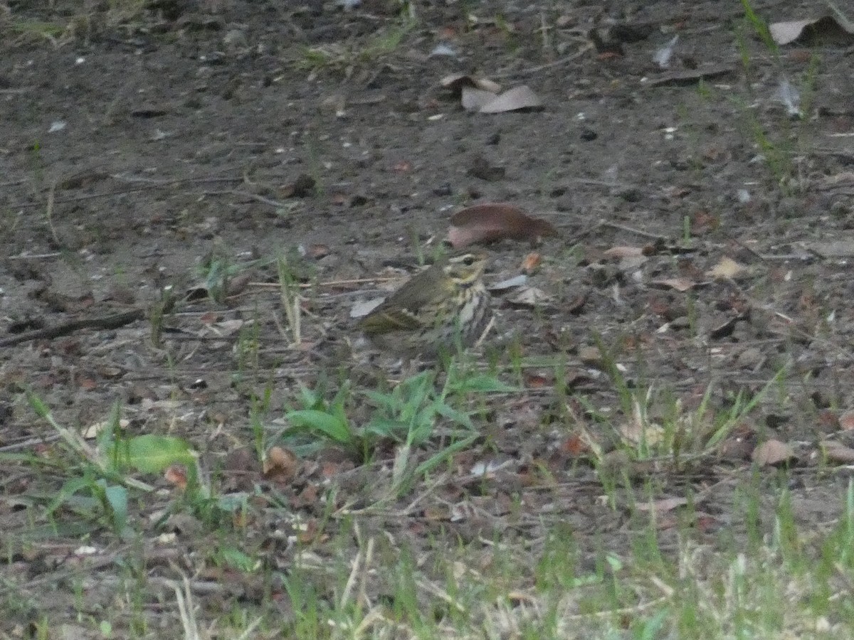 Olive-backed Pipit - ML644152220