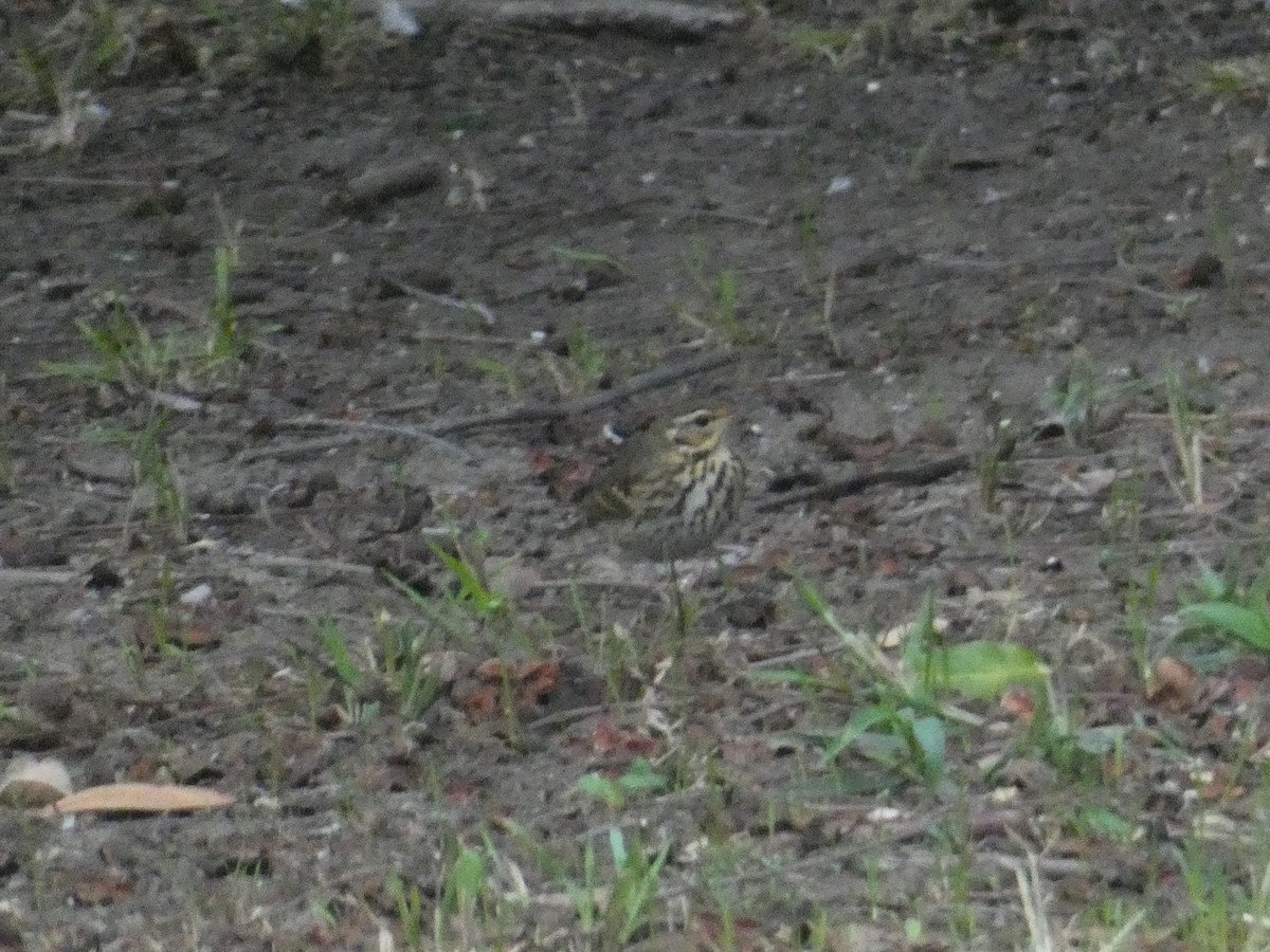 Olive-backed Pipit - ML644152221