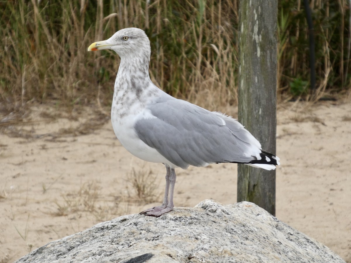 American Herring Gull - ML644152223