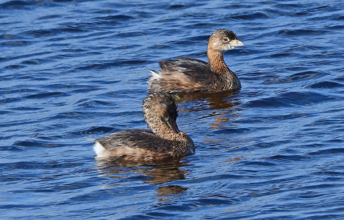 Pied-billed Grebe - ML644152225