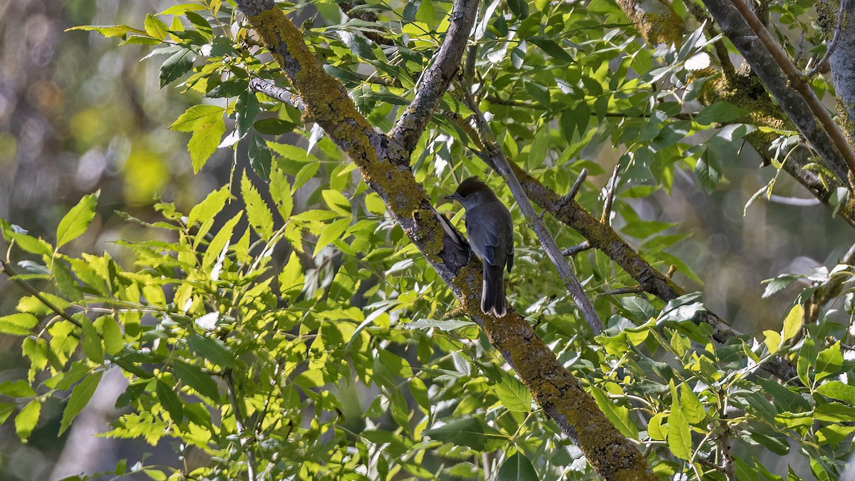 Eurasian Blackcap - ML644152227