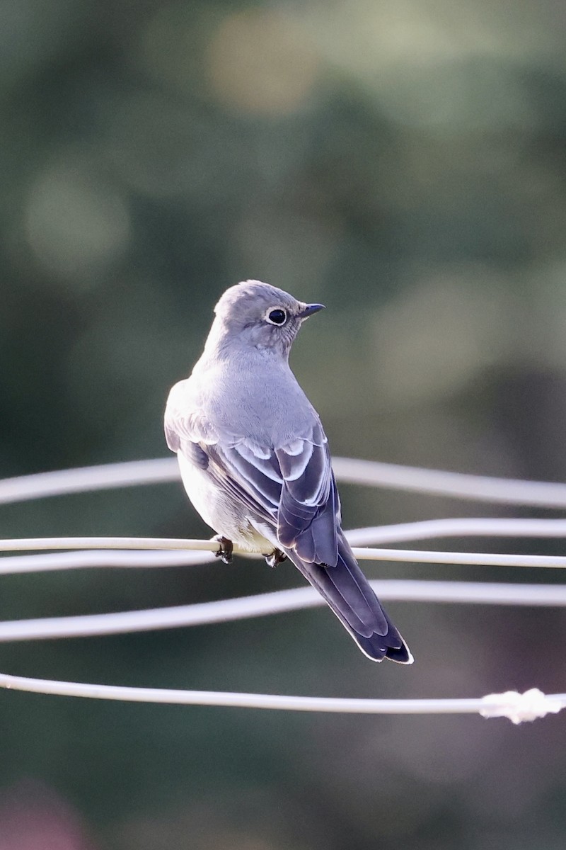 Townsend's Solitaire - ML644152229