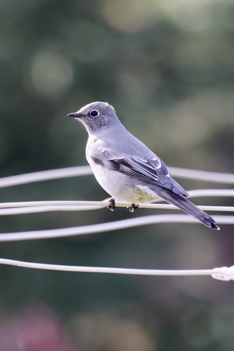 Townsend's Solitaire - ML644152230