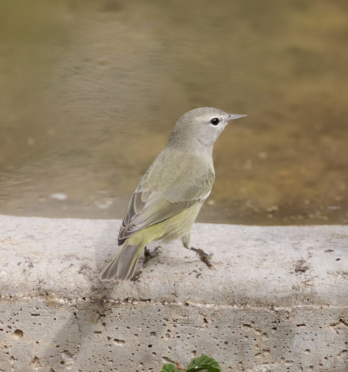 Orange-crowned Warbler - ML644152236