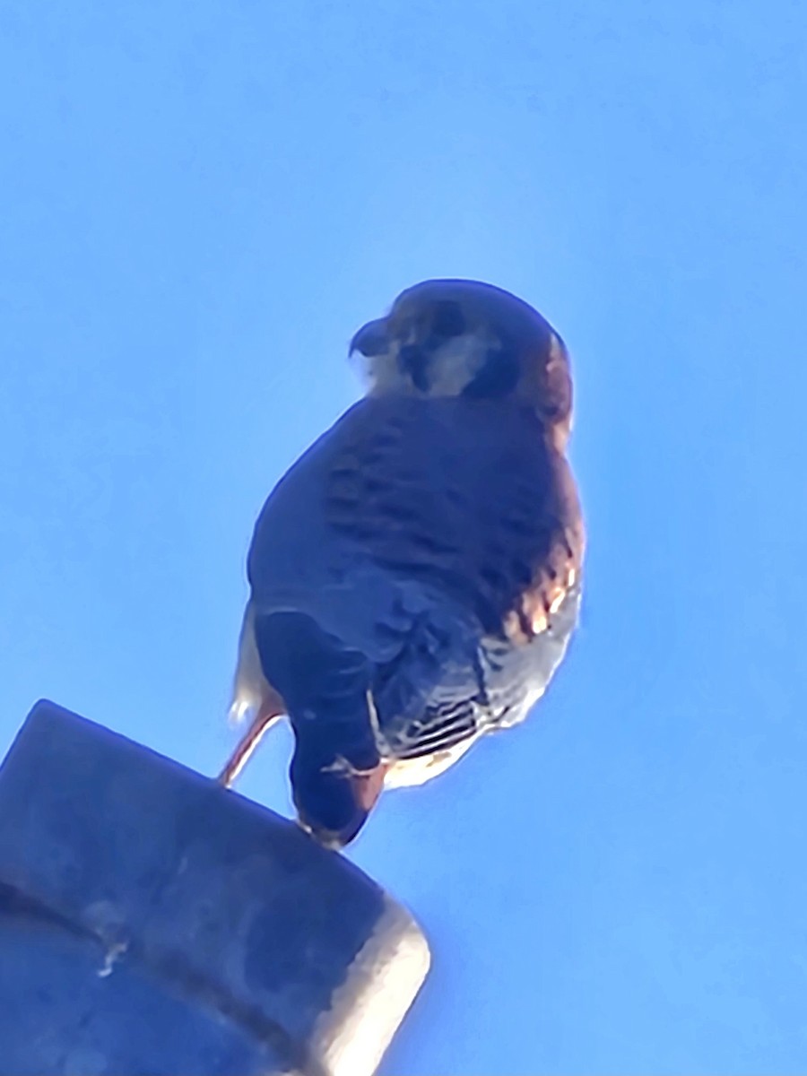 American Kestrel - ML644152237