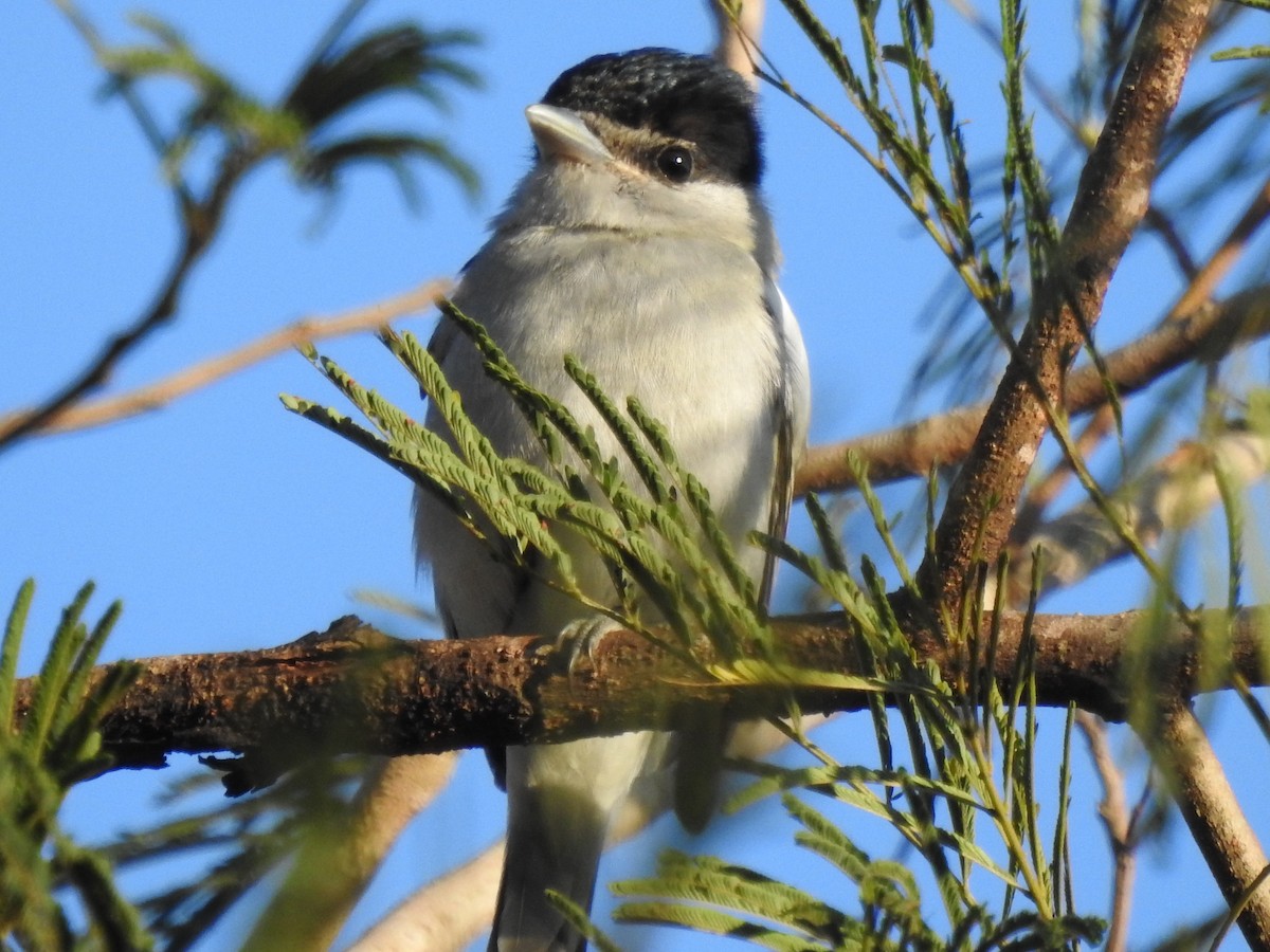 Gray-collared Becard - ML644152239