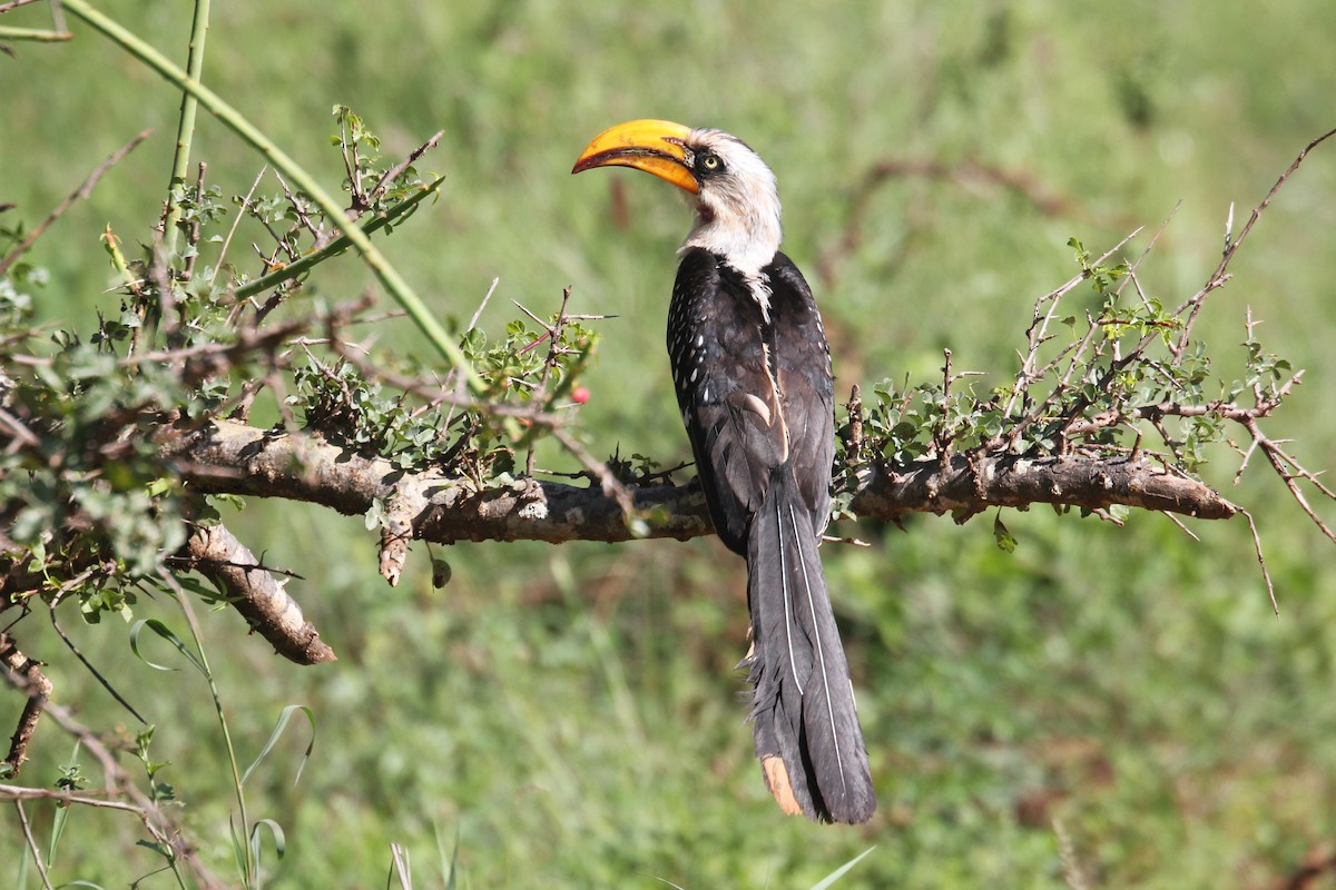 Toco Piquigualdo Norteño - ML644152245
