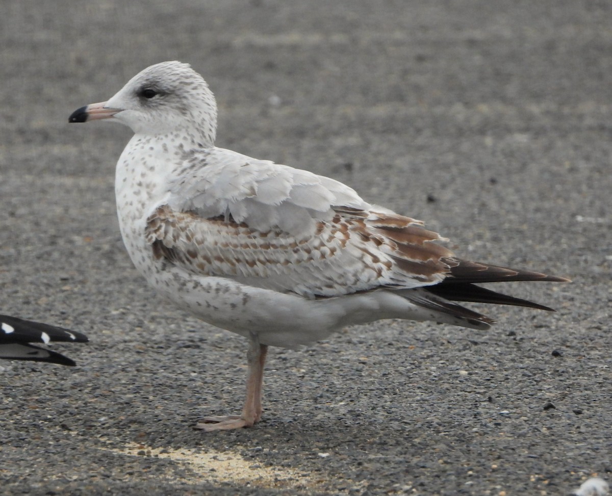 Ring-billed Gull - ML644152255