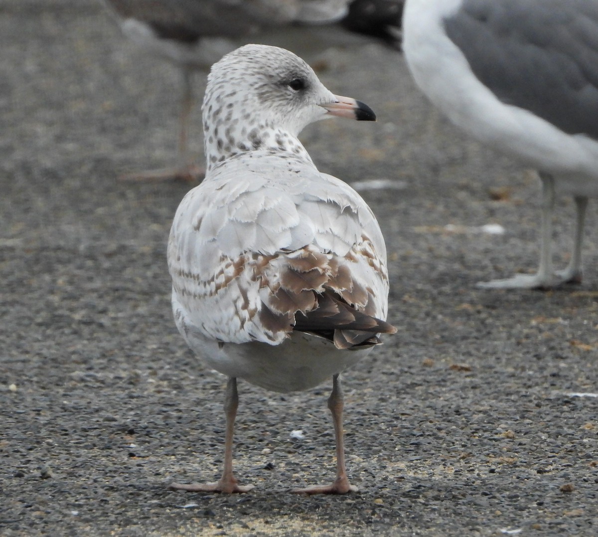 Ring-billed Gull - ML644152256